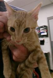 Shelter Stray Female Cat last seen ST CHARLES CO, St. Peters, MO 63376