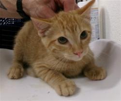 Shelter Stray Female Cat last seen ST CHARLES CO, St. Peters, MO 63376
