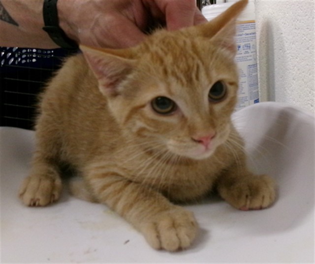 Shelter Stray Female Cat last seen ST CHARLES CO, St. Peters, MO 63376