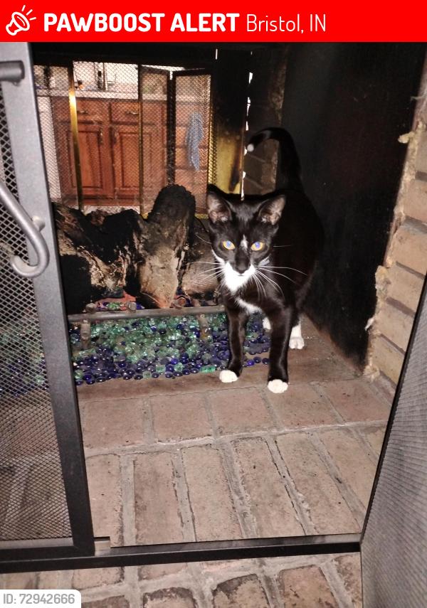 Lost Male Cat last seen Mark Dr and Castle drive Bristol Indiana , Bristol, IN 46507