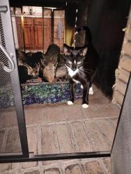 Lost Male Cat last seen Mark Dr and Castle drive Bristol Indiana , Bristol, IN 46507