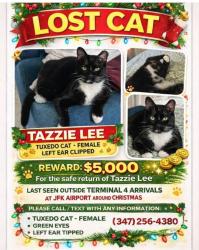 Lost Female Cat last seen jfk. terminal 4 jamaica ny, Queens, NY 11430
