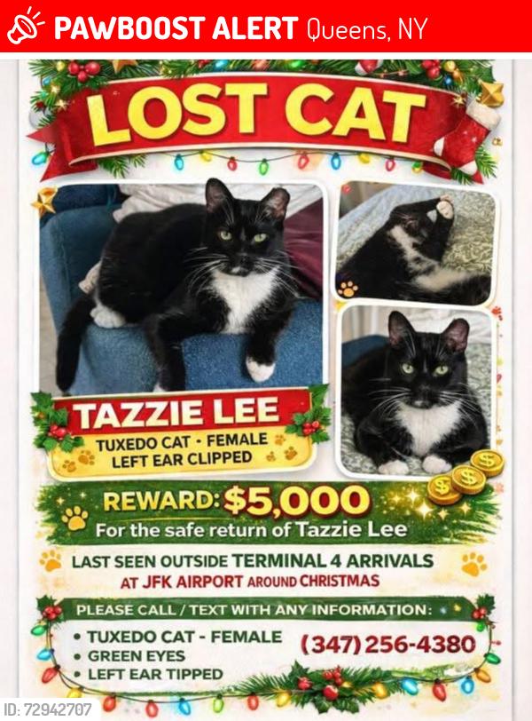 Lost Female Cat last seen jfk. terminal 4 jamaica ny, Queens, NY 11430