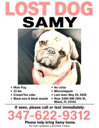 Reunited Male Dog last seen Near st NW y 27th ave Miami , Miami, FL 33142