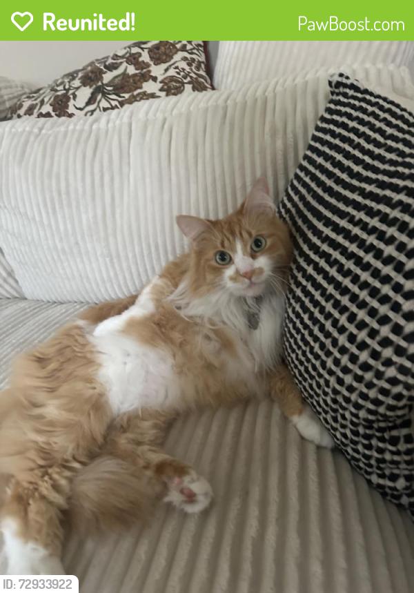 Reunited Male Cat last seen Fillmore & Grand, St. Louis, MO 63116