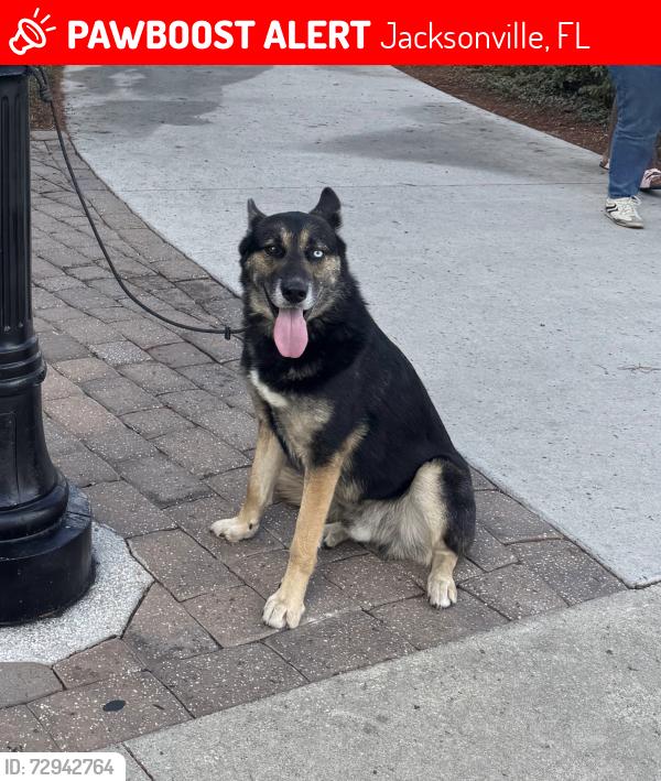 Lost Male Dog last seen Harts Rd, Turtle Creek Community, Jacksonville, FL 32218
