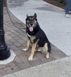 Lost Male Dog last seen Harts Rd, Turtle Creek Community, Jacksonville, FL 32218
