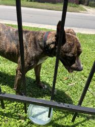 Found/Stray Male Dog last seen Near Stringfellow Dr , San Antonio, TX 78223