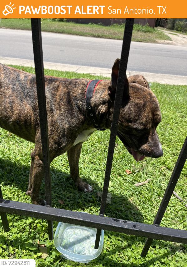 Found/Stray Male Dog last seen Near Stringfellow Dr , San Antonio, TX 78223