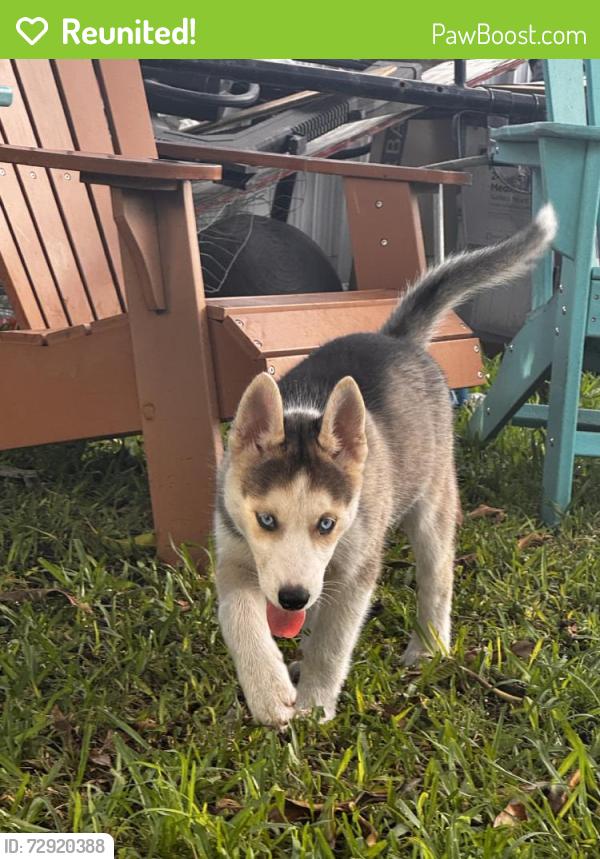 Reunited Female Dog last seen Near SW 219th St, Goulds, FL 33170, USA, Goulds, FL 33170