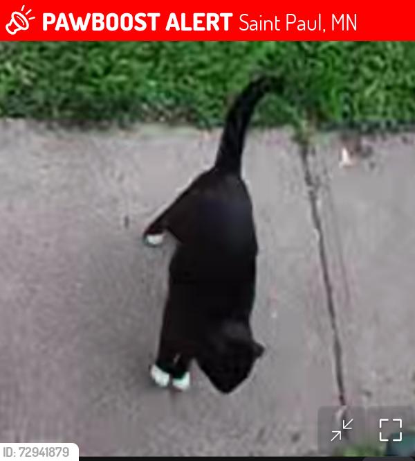 Lost Male Cat last seen Near Van Buren Ave, Saint Paul, MN 55103