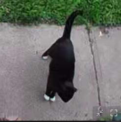 Lost Male Cat last seen Near Van Buren Ave, Saint Paul, MN 55103