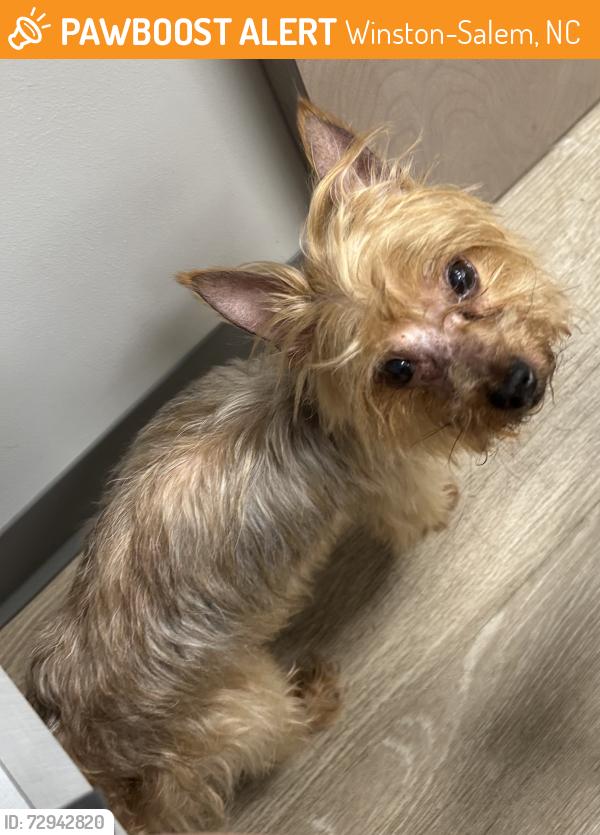 Found/Stray Male Dog last seen Atkins High School, Winston-Salem, NC 27101