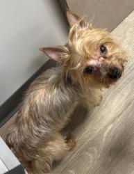 Found/Stray Male Dog last seen Atkins High School, Winston-Salem, NC 27101