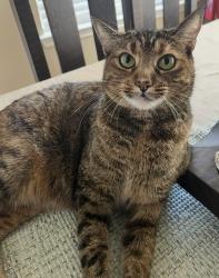 Lost Female Cat last seen Bentwood Ranch Dr, Cibolo, TX 78108