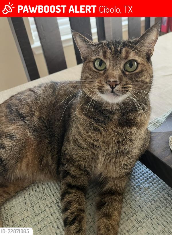 Lost Female Cat last seen Bentwood Ranch Dr, Cibolo, TX 78108