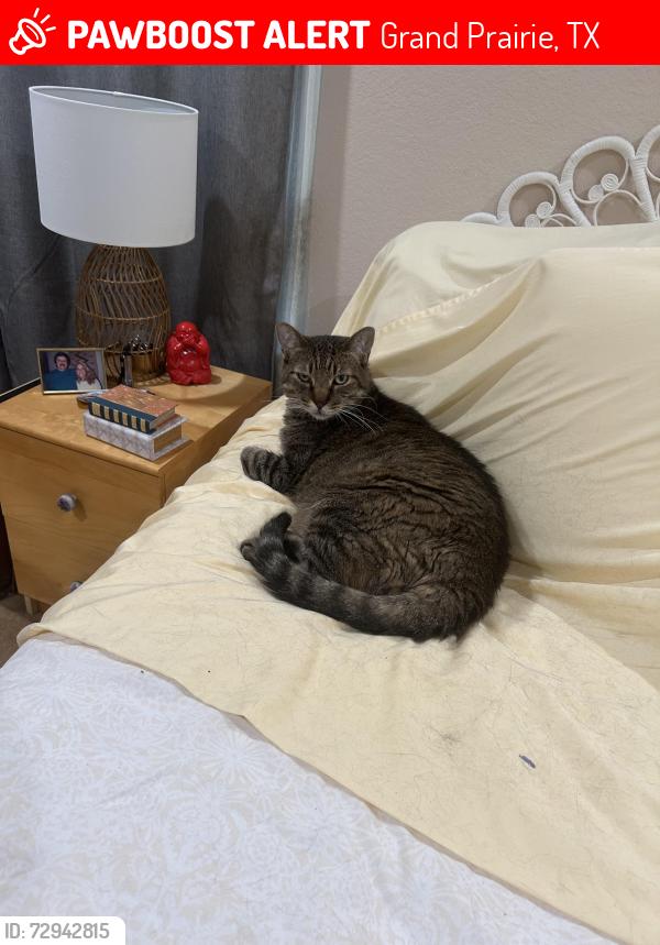 Lost Male Cat last seen Next to Wendy’s on W. Camp Wisdom , Grand Prairie, TX 75052