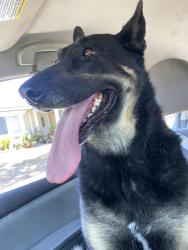 Reunited Female Dog last seen Wiley Burke Ave, Downey, CA, USA, Downey, CA 90201
