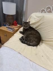 Lost Male Cat last seen Next to Wendy’s on W. Camp Wisdom , Grand Prairie, TX 75052