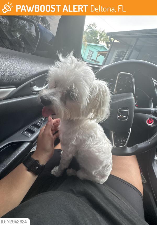 Found/Stray Female Dog last seen Merrimac st & Hancock , Deltona, FL 32725