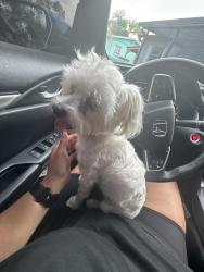 Found/Stray Female Dog last seen Merrimac st & Hancock , Deltona, FL 32725