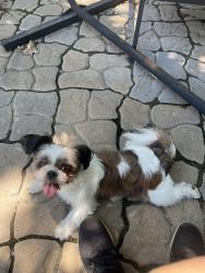 Reunited Female Dog last seen Woodstone community pool, San Antonio, TX 78233