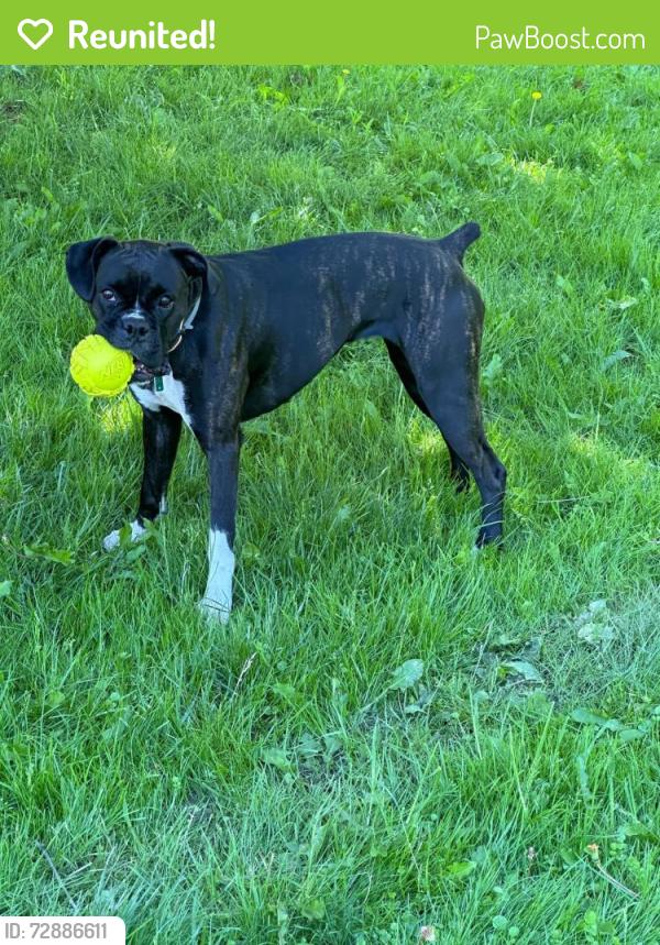 Reunited Female Dog last seen Matthews run Rd, Warren County, PA 16371