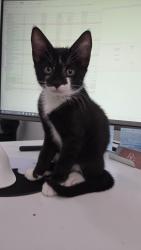 Reunited Male Cat last seen Federal Hwy/ Sample Rd, Pompano Beach, FL 33064