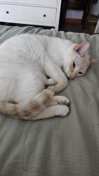 Reunited Male Cat last seen Waveland, between Emerson and Elder Ln, Schiller Park, IL 60176