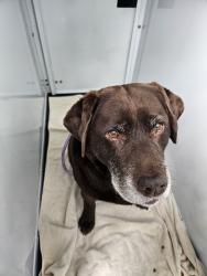 Reunited Female Dog last seen Near W 15th Av, Vancouver, BC V6J 2K9