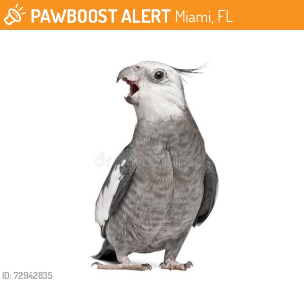 Found/Stray Male Bird last seen on the floor, Miami, FL 33176