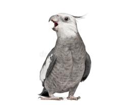 Found/Stray Male Bird last seen on the floor, Miami, FL 33176
