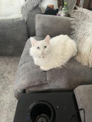 Lost Female Cat last seen Dollar General, Norwalk, IA 50211