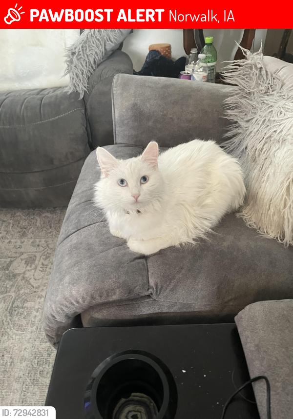 Lost Female Cat last seen Dollar General, Norwalk, IA 50211