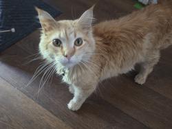 Found/Stray Male Cat last seen Wayside church Road Taylorsville, NC, Taylorsville, NC 28681