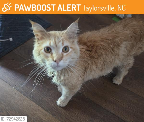 Found/Stray Male Cat last seen Wayside church Road Taylorsville, NC, Taylorsville, NC 28681