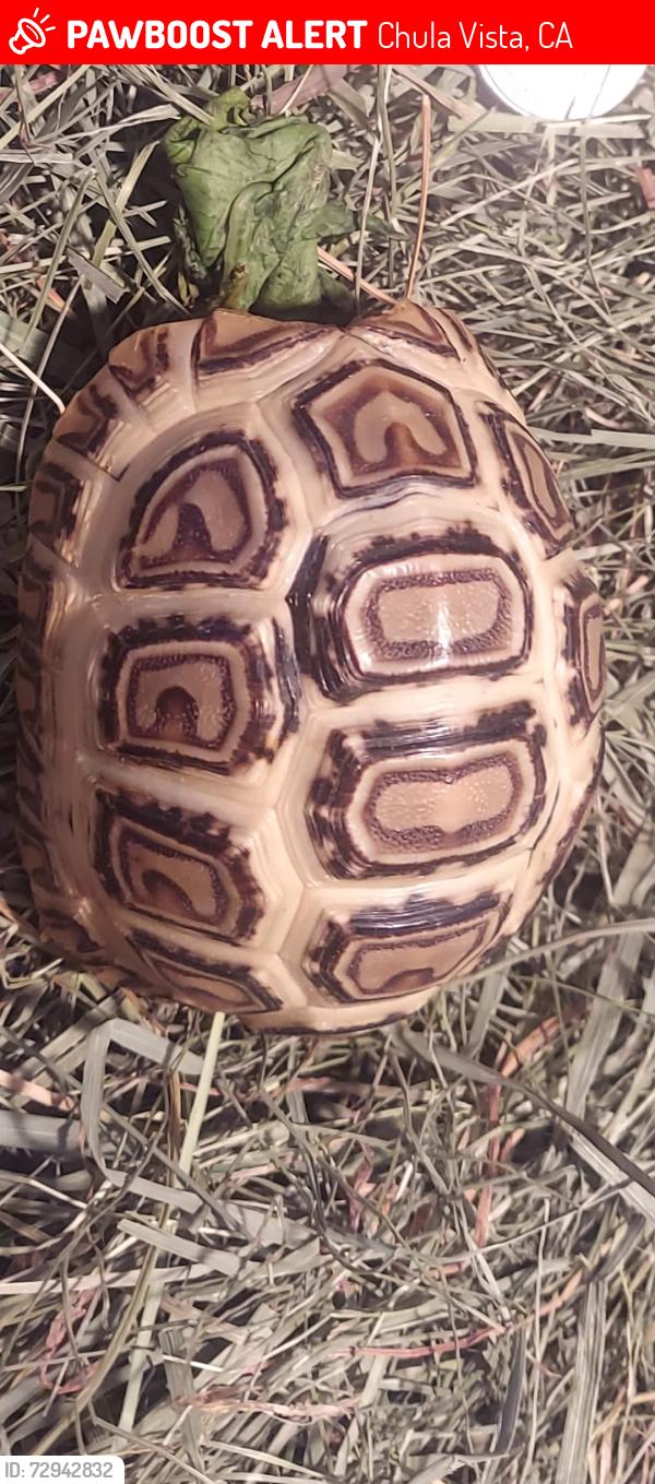 Lost Unknown Reptile last seen Naples and monserate, Chula Vista, CA 91911