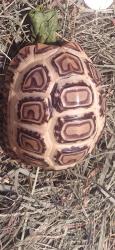 Lost Unknown Reptile last seen Naples and monserate, Chula Vista, CA 91911