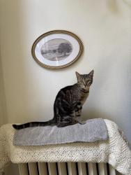 Lost Female Cat last seen Netflix building in Hollywood , Los Angeles, CA 90038