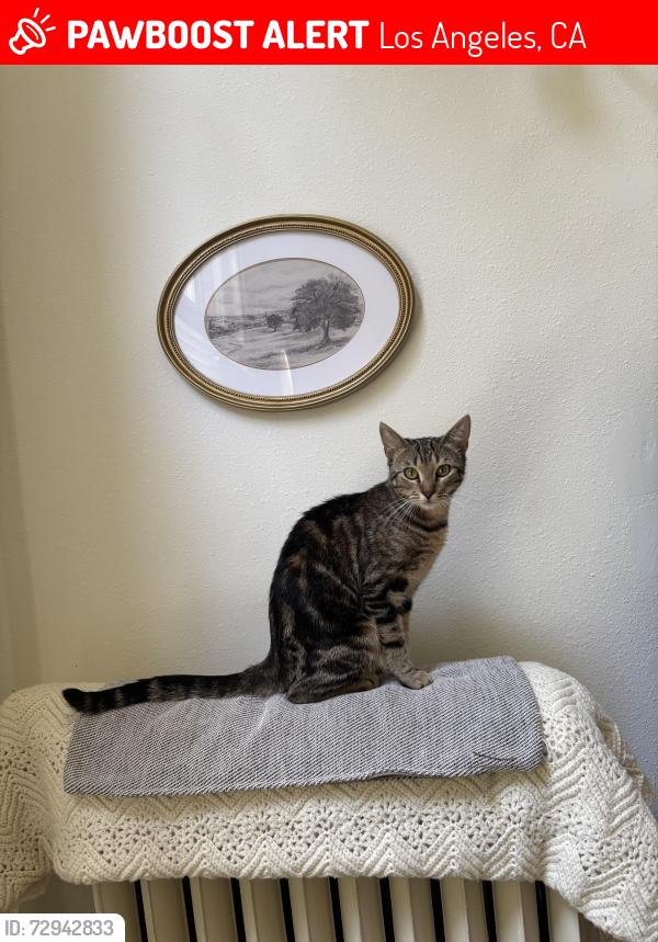 Lost Female Cat last seen Netflix building in Hollywood , Los Angeles, CA 90038