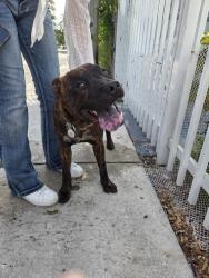 Found/Stray Unknown Dog last seen Near Church's Chicken or come to 1137 nw 55th st 33127 I am with the dog right now, Miami, FL 33127