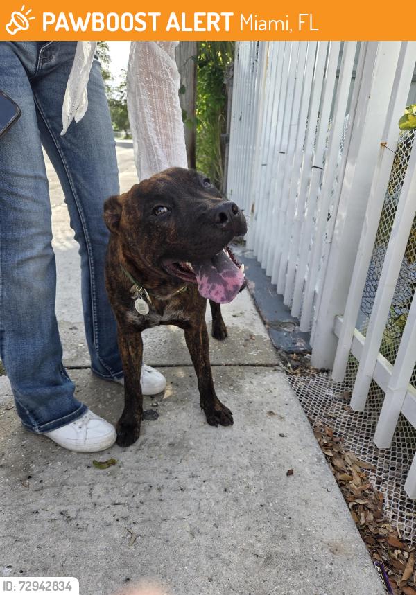 Found/Stray Unknown Dog last seen Near Church's Chicken or come to 1137 nw 55th st 33127 I am with the dog right now, Miami, FL 33127
