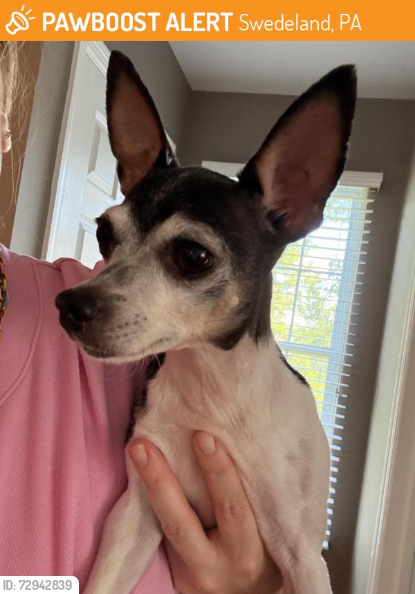 Found/Stray Unknown Dog last seen Flint Hill and B Street, Swedeland, PA 19406