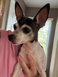 Found/Stray Unknown Dog last seen Flint Hill and B Street, Swedeland, PA 19406