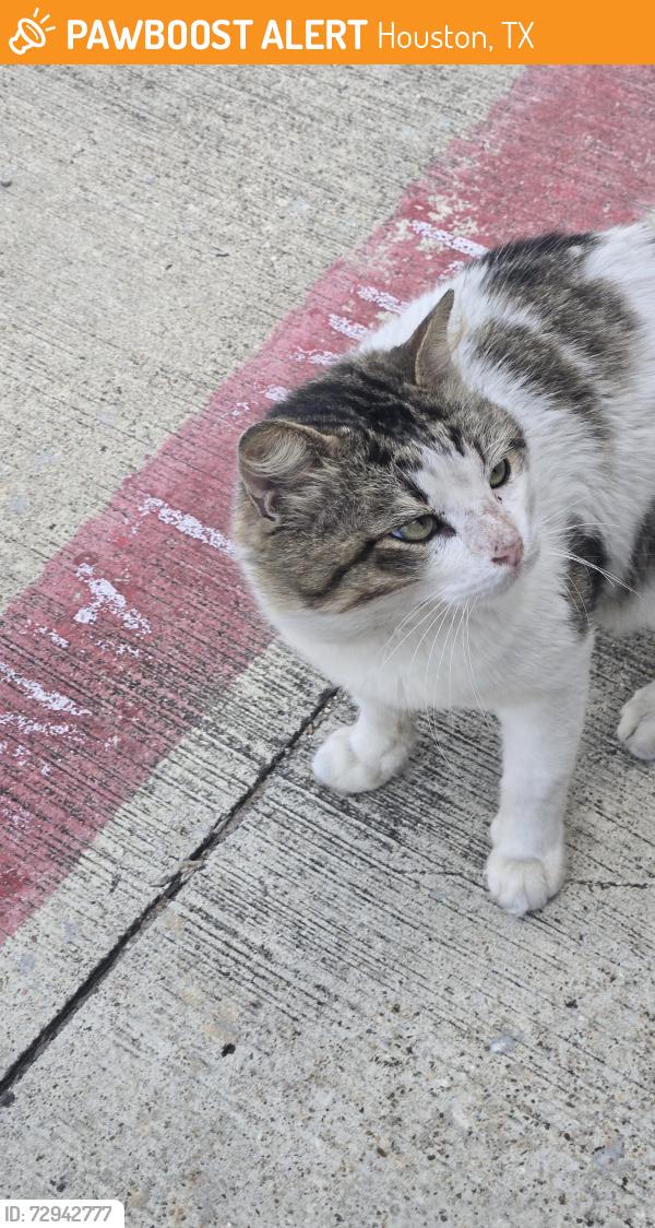 Found/Stray Male Cat last seen Morton Rd, Houston, TX 77095