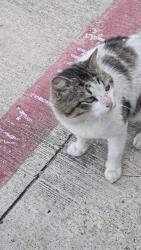 Found/Stray Male Cat last seen Morton Rd, Houston, TX 77095