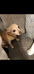 Lost Female Dog last seen FM 384, Bronte, TX 76933