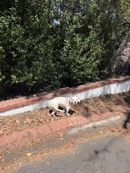 Found/Stray Unknown Dog last seen Military Ave & Palms Blvd, Los Angeles, CA 90034