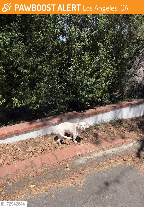 Found/Stray Unknown Dog last seen Military Ave & Palms Blvd, Los Angeles, CA 90034