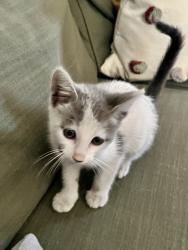 Found/Stray Male Cat last seen East El Presidio street, Carson, CA 90810